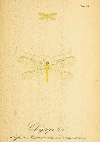 Reproducción/Reproduction 6288931167: Symbolae ad monographiam generis chrysopae, Leach. Vratislaviae,apud Ferdinandum Hirt,1851