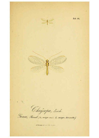 Reproducción/Reproduction 6288931467: Symbolae ad monographiam generis chrysopae, Leach. Vratislaviae,apud Ferdinandum Hirt,1851