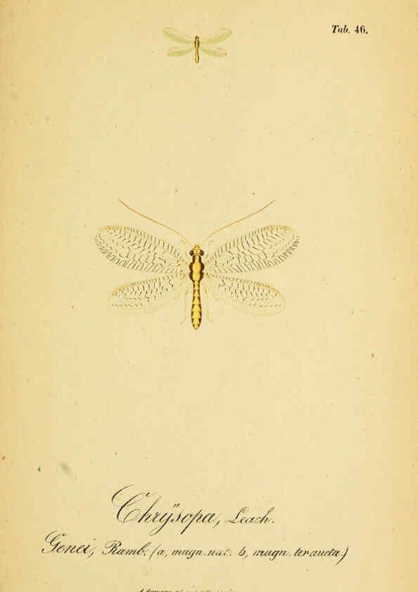 Reproducción/Reproduction 6288931467: Symbolae ad monographiam generis chrysopae, Leach. Vratislaviae,apud Ferdinandum Hirt,1851