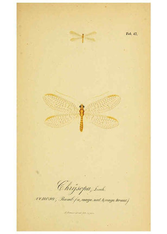 Reproducción/Reproduction 6288931771: Symbolae ad monographiam generis chrysopae, Leach. Vratislaviae,apud Ferdinandum Hirt,1851