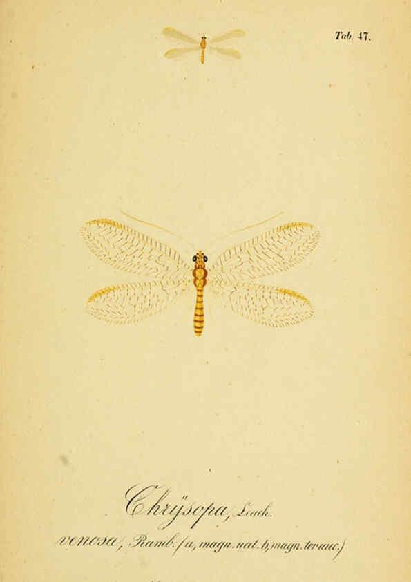 Reproducción/Reproduction 6288931771: Symbolae ad monographiam generis chrysopae, Leach. Vratislaviae,apud Ferdinandum Hirt,1851