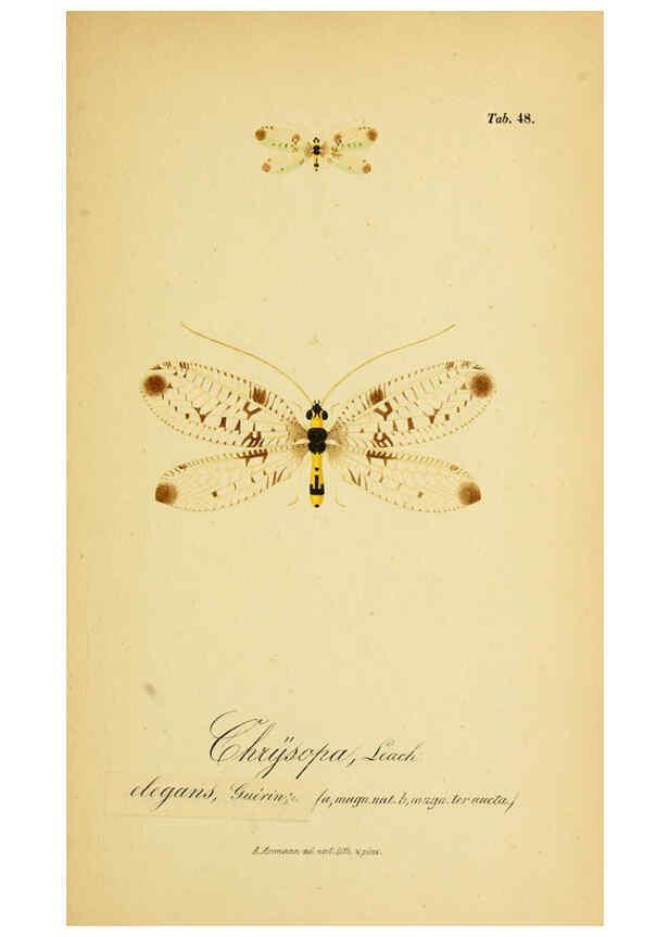 Reproducción/Reproduction 6289452102: Symbolae ad monographiam generis chrysopae, Leach. Vratislaviae,apud Ferdinandum Hirt,1851