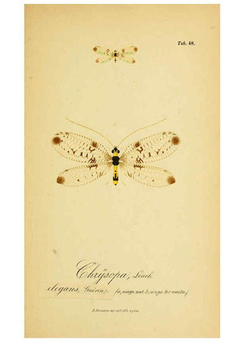 Reproducción/Reproduction 6289452102: Symbolae ad monographiam generis chrysopae, Leach. Vratislaviae,apud Ferdinandum Hirt,1851