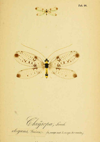 Reproducción/Reproduction 6289452102: Symbolae ad monographiam generis chrysopae, Leach. Vratislaviae,apud Ferdinandum Hirt,1851