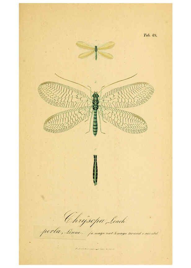 Reproducción/Reproduction 6289452338: Symbolae ad monographiam generis chrysopae, Leach. Vratislaviae,apud Ferdinandum Hirt,1851