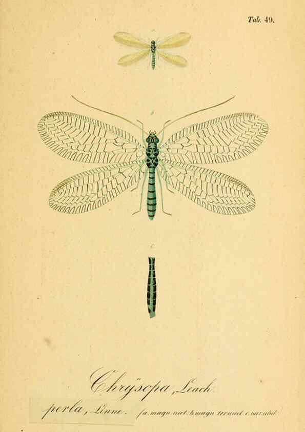 Reproducción/Reproduction 6289452338: Symbolae ad monographiam generis chrysopae, Leach. Vratislaviae,apud Ferdinandum Hirt,1851