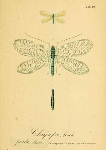 Reproducción/Reproduction 6289452338: Symbolae ad monographiam generis chrysopae, Leach. Vratislaviae,apud Ferdinandum Hirt,1851