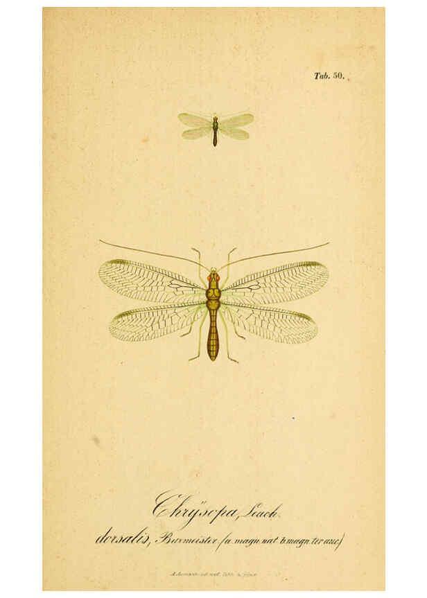 Reproducción/Reproduction 6289452608: Symbolae ad monographiam generis chrysopae, Leach. Vratislaviae,apud Ferdinandum Hirt,1851