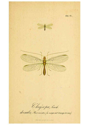 Reproducción/Reproduction 6289452608: Symbolae ad monographiam generis chrysopae, Leach. Vratislaviae,apud Ferdinandum Hirt,1851