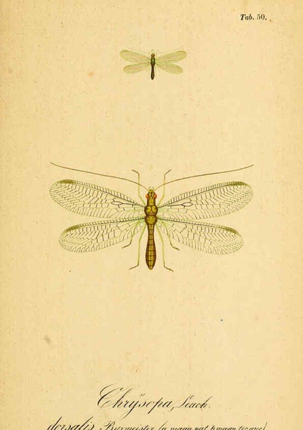 Reproducción/Reproduction 6289452608: Symbolae ad monographiam generis chrysopae, Leach. Vratislaviae,apud Ferdinandum Hirt,1851