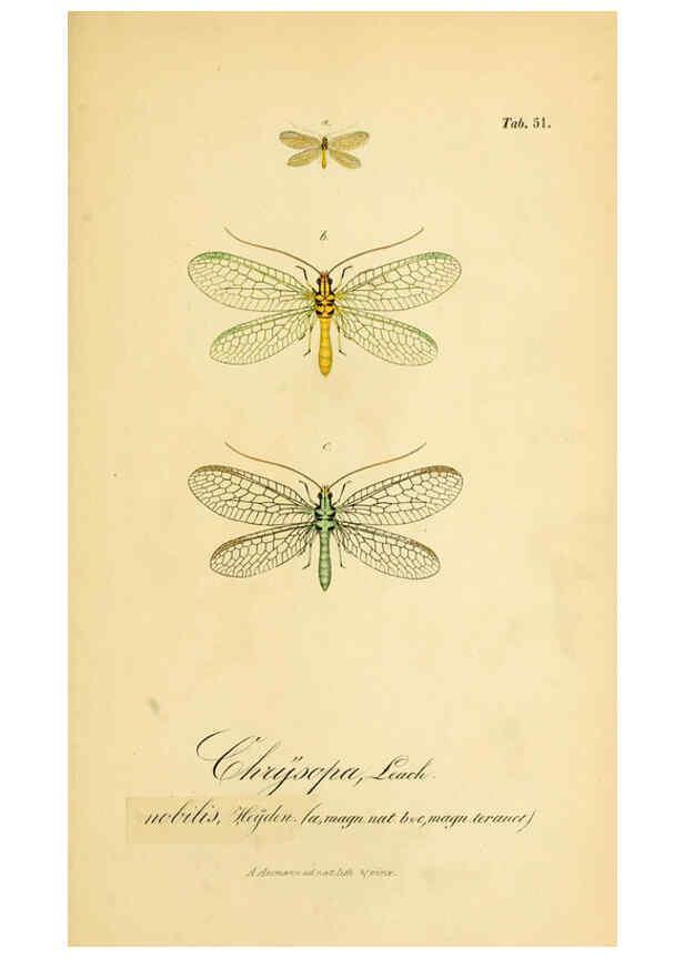 Reproducción/Reproduction 6289453106: Symbolae ad monographiam generis chrysopae, Leach. Vratislaviae,apud Ferdinandum Hirt,1851