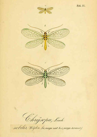 Reproducción/Reproduction 6289453106: Symbolae ad monographiam generis chrysopae, Leach. Vratislaviae,apud Ferdinandum Hirt,1851