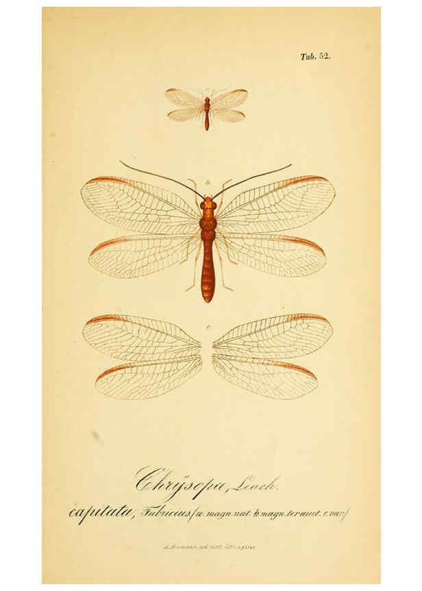 Reproducción/Reproduction 6289453322: Symbolae ad monographiam generis chrysopae, Leach. Vratislaviae,apud Ferdinandum Hirt,1851