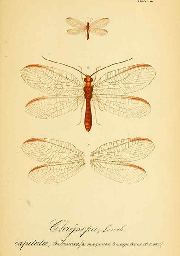 Reproducción/Reproduction 6289453322: Symbolae ad monographiam generis chrysopae, Leach. Vratislaviae,apud Ferdinandum Hirt,1851