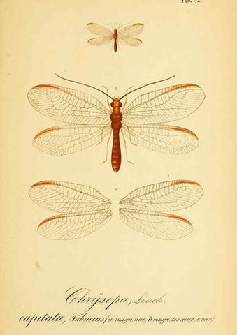 Reproducción/Reproduction 6289453322: Symbolae ad monographiam generis chrysopae, Leach. Vratislaviae,apud Ferdinandum Hirt,1851