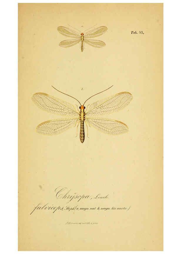 Reproducción/Reproduction 6288933487: Symbolae ad monographiam generis chrysopae, Leach. Vratislaviae,apud Ferdinandum Hirt,1851