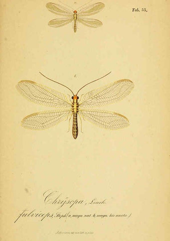 Reproducción/Reproduction 6288933487: Symbolae ad monographiam generis chrysopae, Leach. Vratislaviae,apud Ferdinandum Hirt,1851