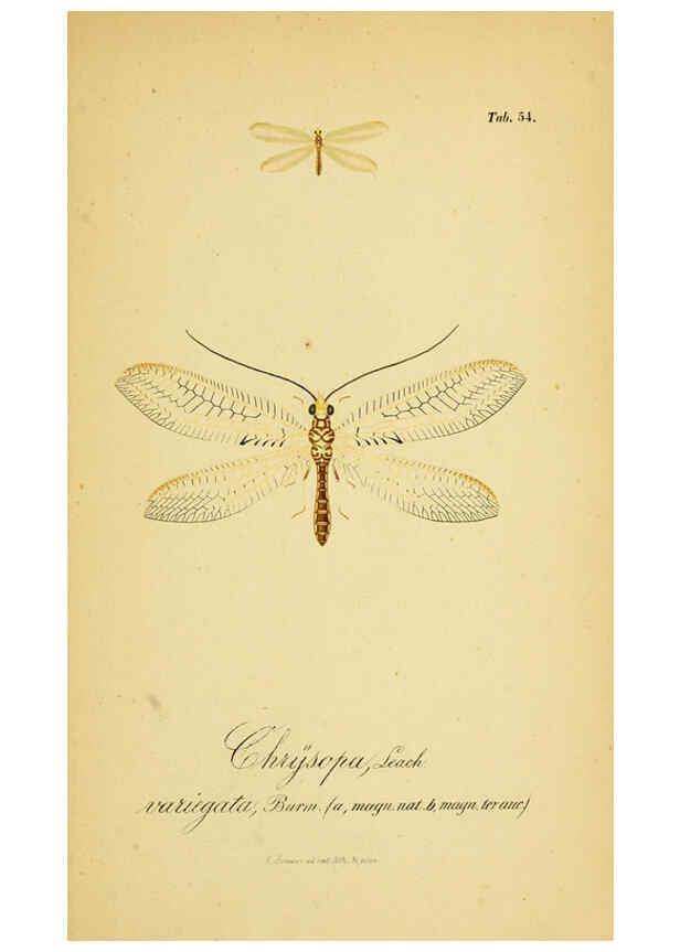 Reproducción/Reproduction 6288933675: Symbolae ad monographiam generis chrysopae, Leach. Vratislaviae,apud Ferdinandum Hirt,1851