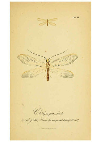 Reproducción/Reproduction 6288933675: Symbolae ad monographiam generis chrysopae, Leach. Vratislaviae,apud Ferdinandum Hirt,1851