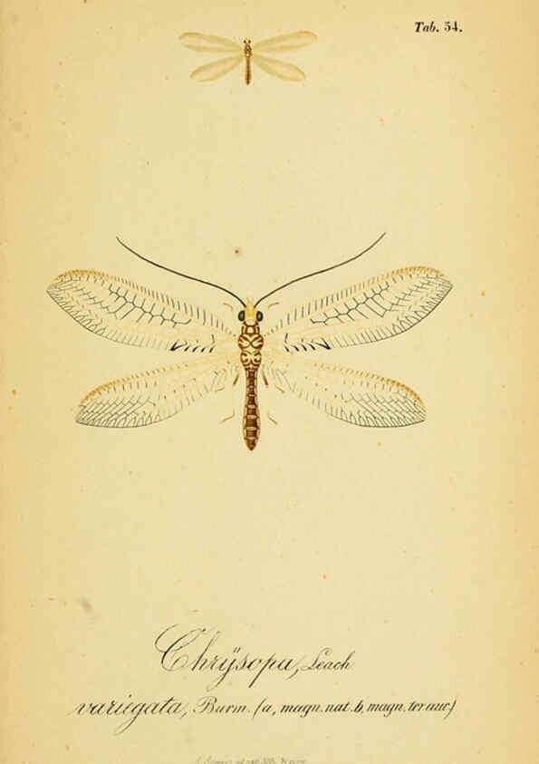 Reproducción/Reproduction 6288933675: Symbolae ad monographiam generis chrysopae, Leach. Vratislaviae,apud Ferdinandum Hirt,1851