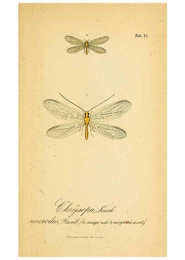 Reproducción/Reproduction 6289454000: Symbolae ad monographiam generis chrysopae, Leach. Vratislaviae,apud Ferdinandum Hirt,1851