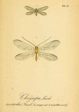 Reproducción/Reproduction 6289454000: Symbolae ad monographiam generis chrysopae, Leach. Vratislaviae,apud Ferdinandum Hirt,1851