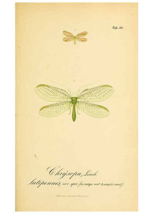 Reproducción/Reproduction 6288929895: Symbolae ad monographiam generis chrysopae, Leach. Vratislaviae,apud Ferdinandum Hirt,1851