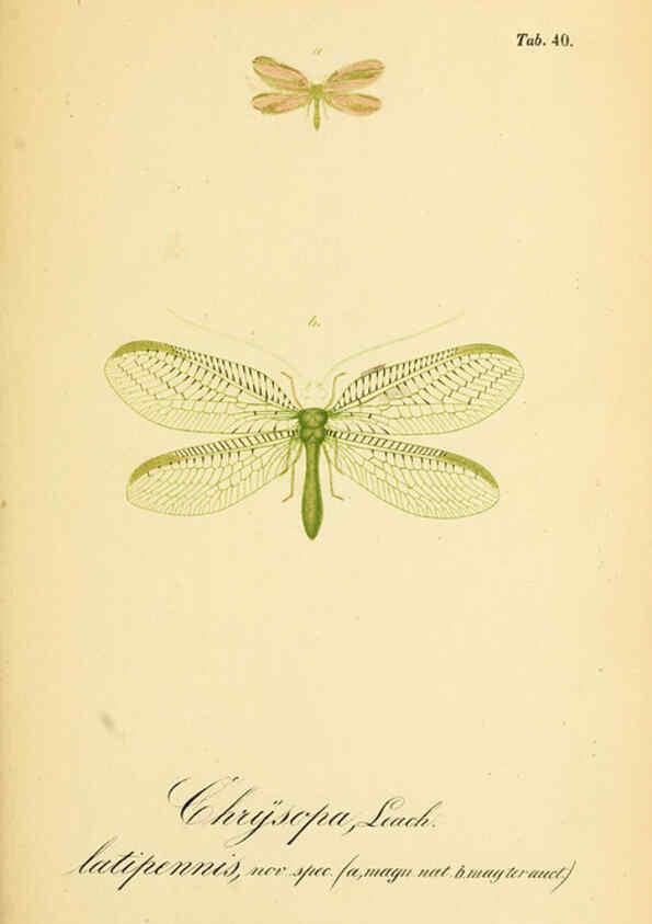 Reproducción/Reproduction 6288929895: Symbolae ad monographiam generis chrysopae, Leach. Vratislaviae,apud Ferdinandum Hirt,1851