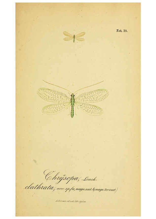 Reproducción/Reproduction 6289449786: Symbolae ad monographiam generis chrysopae, Leach. Vratislaviae,apud Ferdinandum Hirt,1851