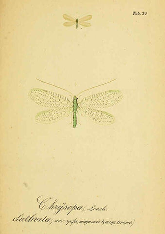 Reproducción/Reproduction 6289449786: Symbolae ad monographiam generis chrysopae, Leach. Vratislaviae,apud Ferdinandum Hirt,1851