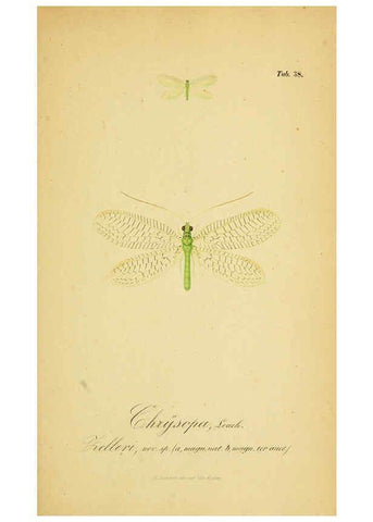 Reproducción/Reproduction 6289449538: Symbolae ad monographiam generis chrysopae, Leach. Vratislaviae,apud Ferdinandum Hirt,1851