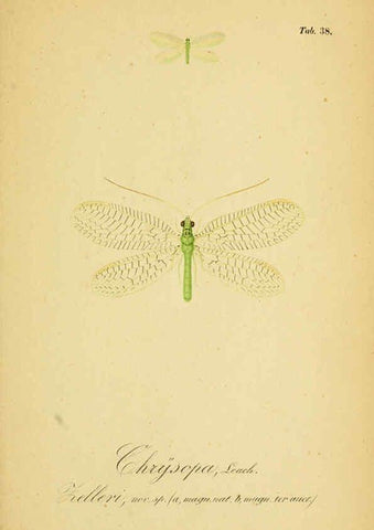 Reproducción/Reproduction 6289449538: Symbolae ad monographiam generis chrysopae, Leach. Vratislaviae,apud Ferdinandum Hirt,1851