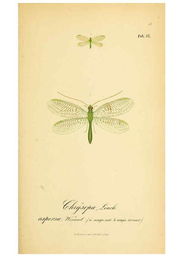 Reproducción/Reproduction 6288929135: Symbolae ad monographiam generis chrysopae, Leach. Vratislaviae,apud Ferdinandum Hirt,1851