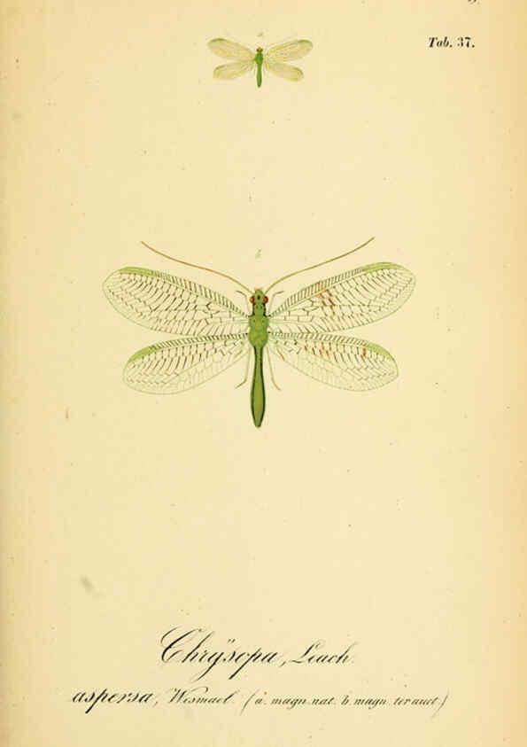 Reproducción/Reproduction 6288929135: Symbolae ad monographiam generis chrysopae, Leach. Vratislaviae,apud Ferdinandum Hirt,1851