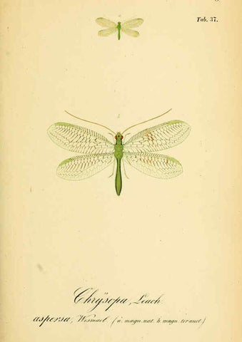 Reproducción/Reproduction 6288929135: Symbolae ad monographiam generis chrysopae, Leach. Vratislaviae,apud Ferdinandum Hirt,1851