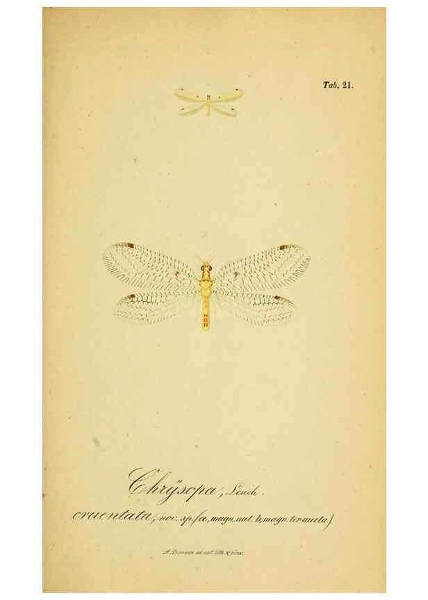 Reproducción/Reproduction 6288924669: Symbolae ad monographiam generis chrysopae, Leach. Vratislaviae,apud Ferdinandum Hirt,1851