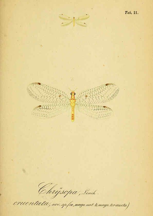 Reproducción/Reproduction 6288924669: Symbolae ad monographiam generis chrysopae, Leach. Vratislaviae,apud Ferdinandum Hirt,1851