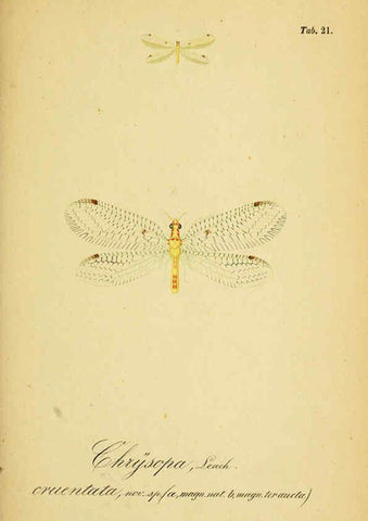 Reproducción/Reproduction 6288924669: Symbolae ad monographiam generis chrysopae, Leach. Vratislaviae,apud Ferdinandum Hirt,1851