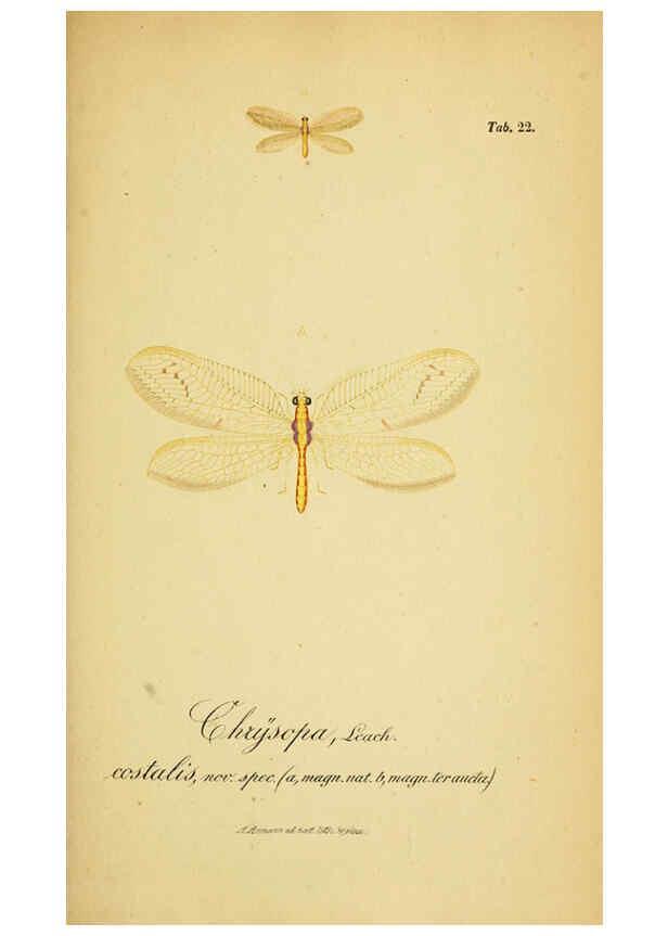 Reproducción/Reproduction 6289445016: Symbolae ad monographiam generis chrysopae, Leach. Vratislaviae,apud Ferdinandum Hirt,1851