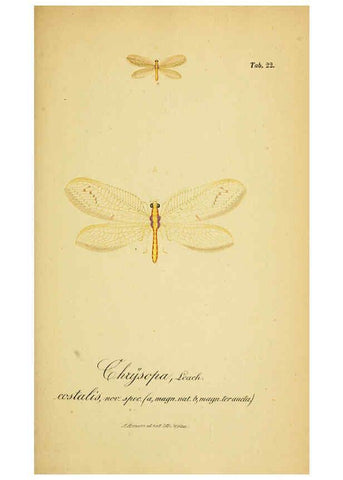 Reproducción/Reproduction 6289445016: Symbolae ad monographiam generis chrysopae, Leach. Vratislaviae,apud Ferdinandum Hirt,1851