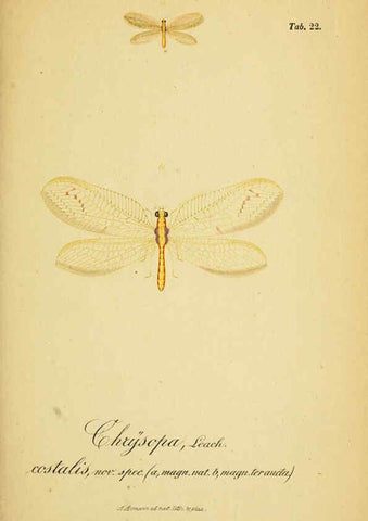 Reproducción/Reproduction 6289445016: Symbolae ad monographiam generis chrysopae, Leach. Vratislaviae,apud Ferdinandum Hirt,1851