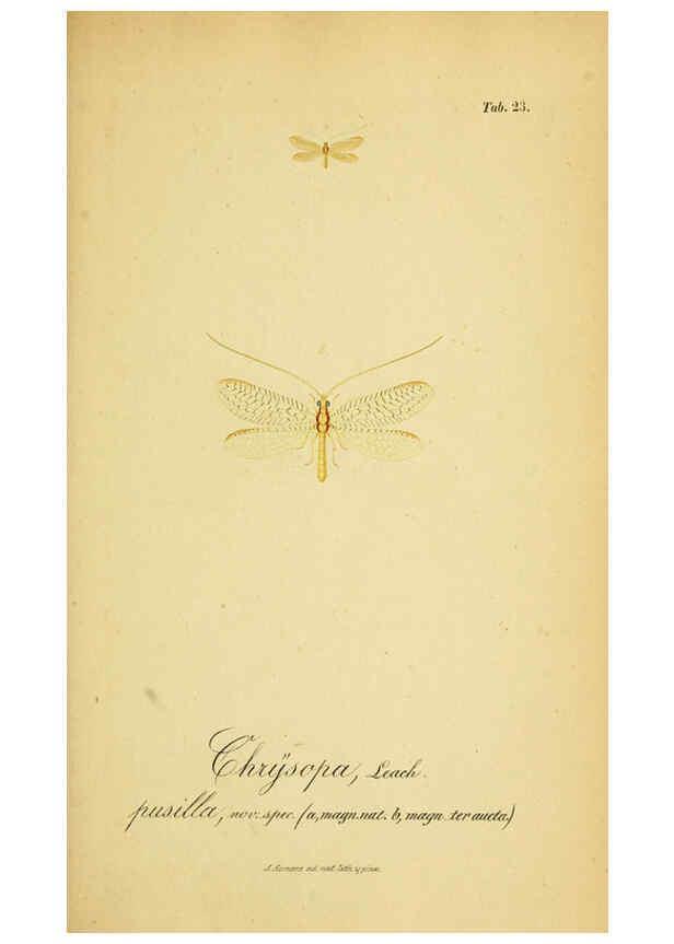 Reproducción/Reproduction 6289445188: Symbolae ad monographiam generis chrysopae, Leach. Vratislaviae,apud Ferdinandum Hirt,1851