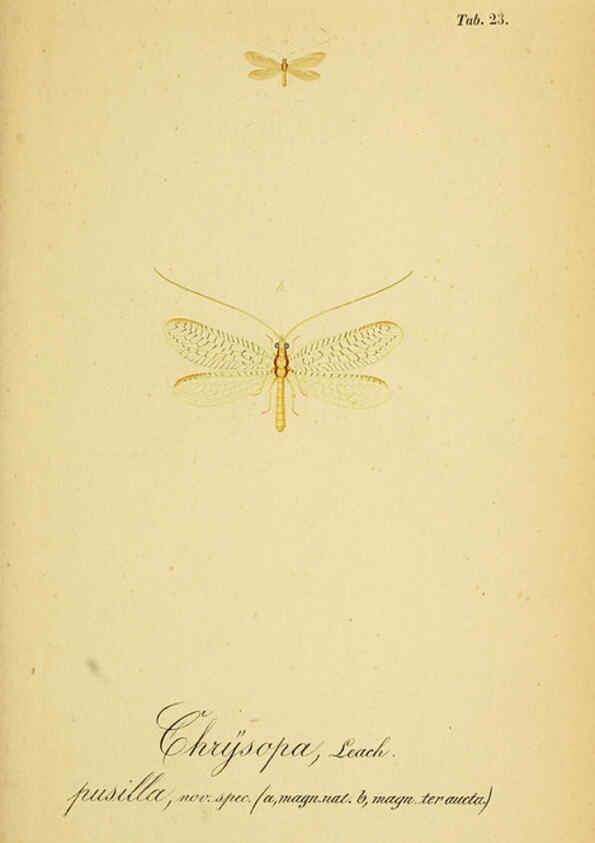 Reproducción/Reproduction 6289445188: Symbolae ad monographiam generis chrysopae, Leach. Vratislaviae,apud Ferdinandum Hirt,1851