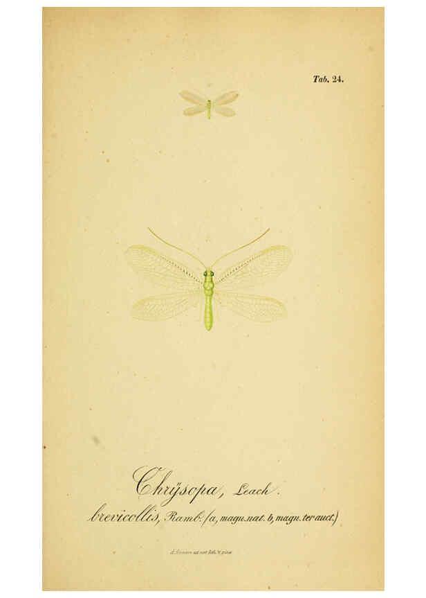 Reproducción/Reproduction 6289445396: Symbolae ad monographiam generis chrysopae, Leach. Vratislaviae,apud Ferdinandum Hirt,1851