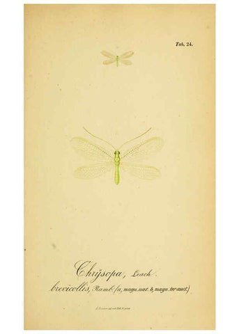 Reproducción/Reproduction 6289445396: Symbolae ad monographiam generis chrysopae, Leach. Vratislaviae,apud Ferdinandum Hirt,1851