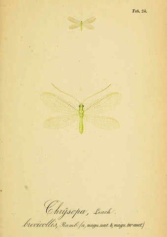 Reproducción/Reproduction 6289445396: Symbolae ad monographiam generis chrysopae, Leach. Vratislaviae,apud Ferdinandum Hirt,1851