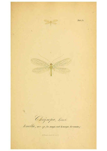 Reproducción/Reproduction 6289445694: Symbolae ad monographiam generis chrysopae, Leach. Vratislaviae,apud Ferdinandum Hirt,1851