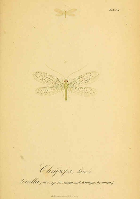 Reproducción/Reproduction 6289445694: Symbolae ad monographiam generis chrysopae, Leach. Vratislaviae,apud Ferdinandum Hirt,1851