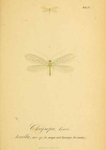 Reproducción/Reproduction 6289445694: Symbolae ad monographiam generis chrysopae, Leach. Vratislaviae,apud Ferdinandum Hirt,1851