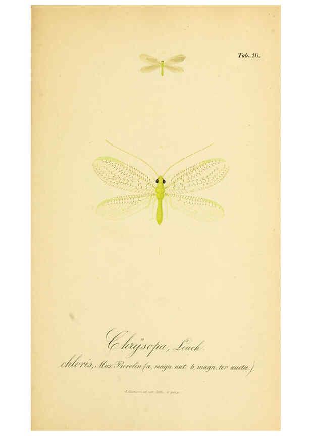 Reproducción/Reproduction 6289445952: Symbolae ad monographiam generis chrysopae, Leach. Vratislaviae,apud Ferdinandum Hirt,1851